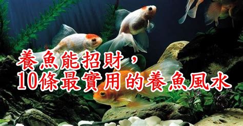 房間養魚破財|養魚能招財，10條最實用的養魚風水（你一定要知道）。